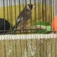 سهره نر|پرنده|صباشهر, |دیوار