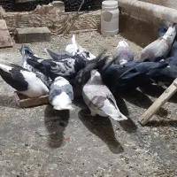 کود کبوتر خالص و خشک