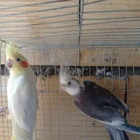 سلام عروس نرو ماده