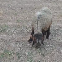 میش بختیاری