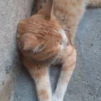 گربه|گربه|نسیم‌شهر, |دیوار