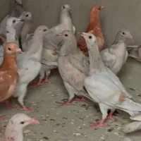 جوجه هفرنگ خطی