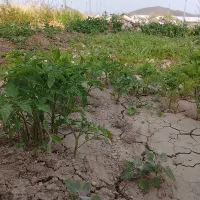 فروش شتیل ۸۳.۲۰