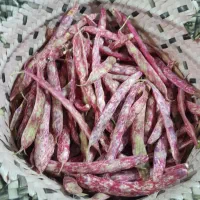 لوبیا چیتی کیلویی ۲۵۰