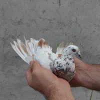 فروش کبوتر بالارو ساعتی