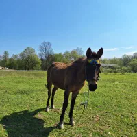 فروش یک راس قاطر