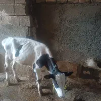 گوساله نر