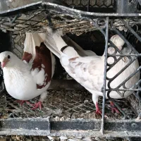 کفتر|پرنده|کهنوج, |دیوار