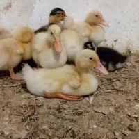 جوجه اردک چهل روزه