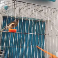 قناری نرمست خون شلاقی