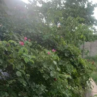 خانه باغ فاز ۲ سرسبز میدان پلیس قابل تفکیک مسکونی