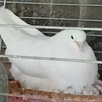 کفتر شمرونی