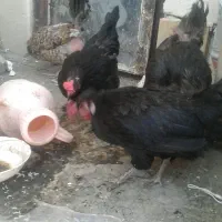 مرغ تخمی