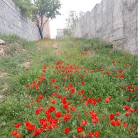 زمین در اطراف صوفیان