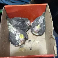 جوجه عروس سرلاکی