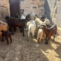 ۹تا  بز زاییده ۳ تا دوقلو