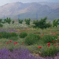 علف زنی باغات