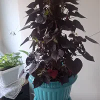 پتوس بنفش(ایپومیا)