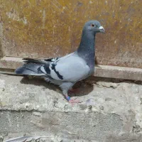 کبوتر