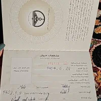 خرگوش دستی|موش و خرگوش|تهران, حکیمیه|دیوار