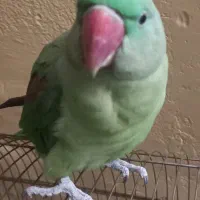 شاه طوطی ماده