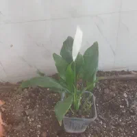 گل و گیاه اسپاتی فلیوم