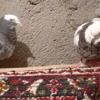 کبوتر