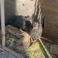 مرغ و اردک