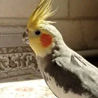 عروس هلندی نر با قفس
