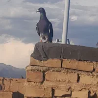 کبوتر|پرنده|نیشابور, گنبد سبز|دیوار