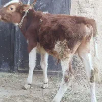گوساله سمینتال نر شرابی