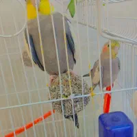 ابوذر فجره 4