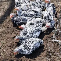 کوشامو بلاک لاری منیاتوری