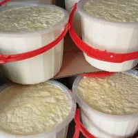 ماست گوسفندی