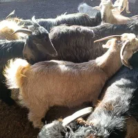بز و کهره چاق