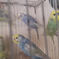 مرغ عشق رنگین کمان