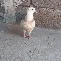 کبوتر