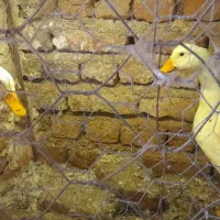 فروش اردک نر و ماده