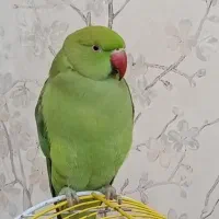 طوطی ملنگو