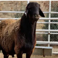 گوسفند نر و ماده افشار چندقلوزا باتایید آزمایشگاه