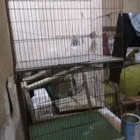 قفس پرنده درحد نو