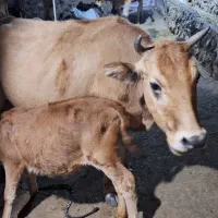 2 راس گاو نر  و یک راس گاو ماده همراه با گوساله