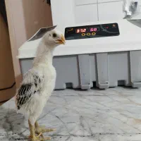 جوجه اوشامو 40 روزه