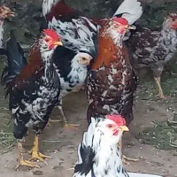 نیمچه خروس گلین