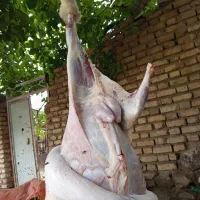 بره|حیوانات مزرعه|لاله زار, |دیوار