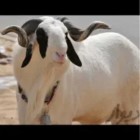 گوسفند زنده شبانه روزی سعادت اباد خروس محلی