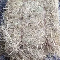کاه ، کلش برنج