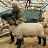 گوسفند آبستن رومن لاکن ایلدوفرانس شاروله مرینوس