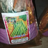 بذر اصلاح شده لوبیاسبز