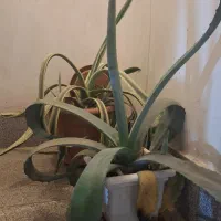گل  آگاو ابلق وساده